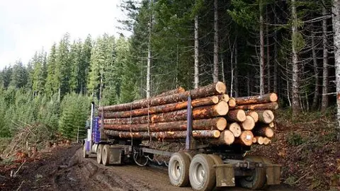 Camión saca madera. Fotografía de archivo