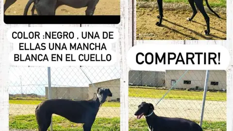 Galgos robados