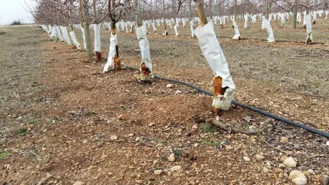 plaga de conejos en los cultivos agrícolas