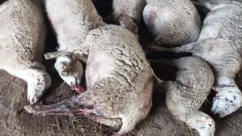 Ataque de lobos
