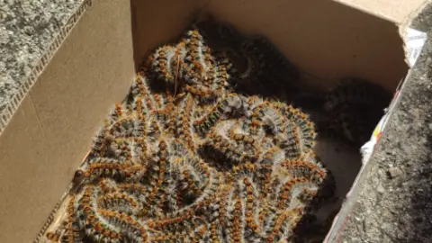 Procesionaria en Morales del Vino