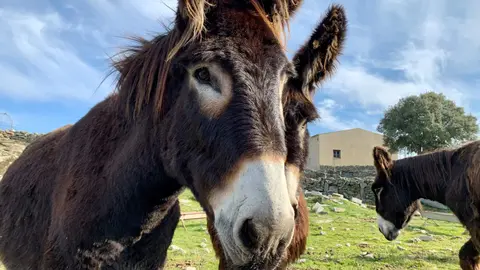 Asno zamorano leonés. Fotografía: @ZamoraSpain