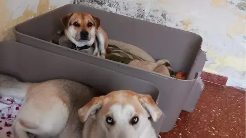 Tan e Indi. Fotografía: Animales Abandonados en Toro-Voluntariado