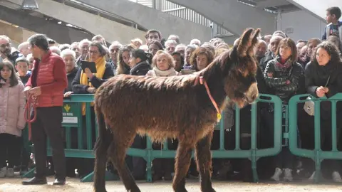 burros San Vitero (86)