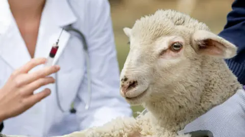 Vacunación sector ovino