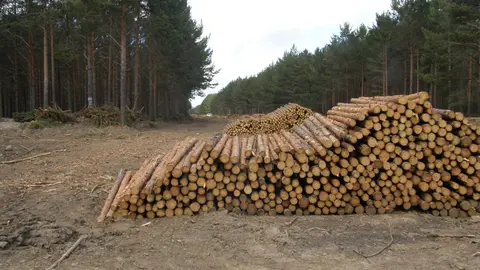Corta de madera