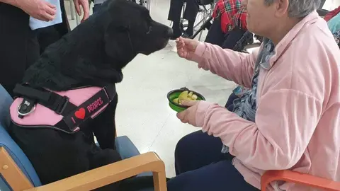 Terapia con animales vía segoviaudaz.es