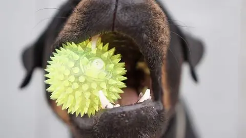 Perro masticando pelota con salientes