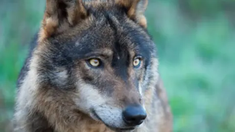 Lobo. Fotografía de achivo