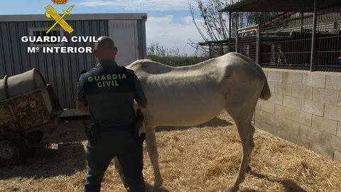 Fotografía de archivo rescate caballo. Imagen de la Guardia Civil