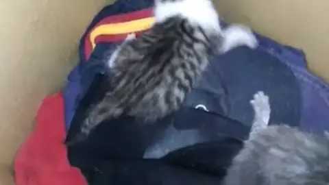 Gatos abandonados vía Animales Abandonados en Toro-Voluntariado. Imagen de archivo