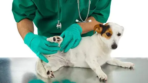 Perro en veterinario
