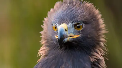 Iberia, naturaleza infinita