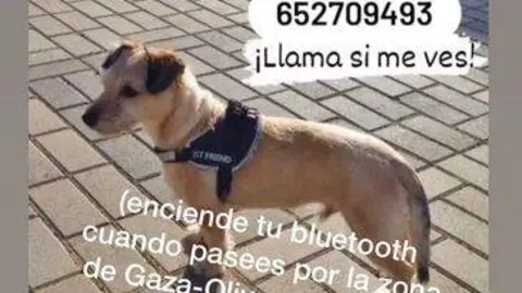 Foto del perro perdido por Zamora