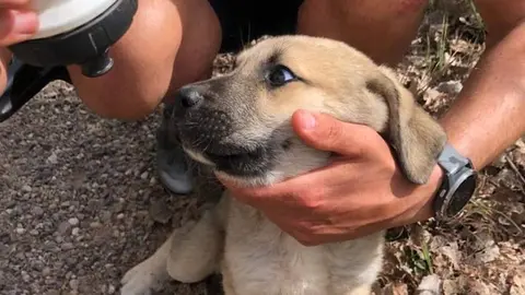Cachorros abandonados en Toro. Fotografías: Animales Abandonados en Toro-Voluntariado
