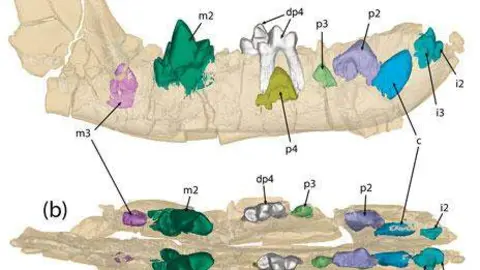 Fotografía - Museo Nacional de Ciencias Naturales del Consejo Superior de Investigaciones Científicas