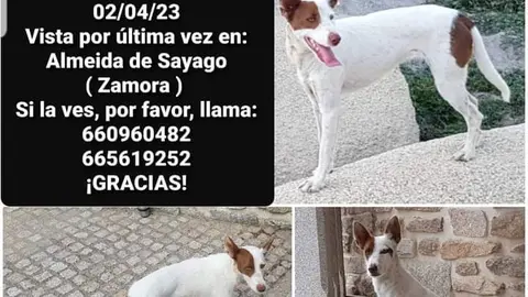 Senda-perra desaparecida