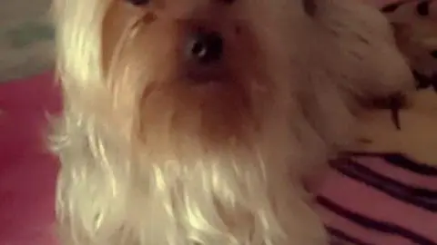 Perro perdido por San José Obrero