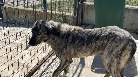 Animales Abandonados en Toro. Fotografía: Voluntariado Toro