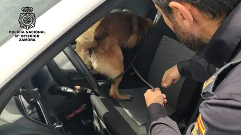 Búsqueda drogas Policía Nacional de Zamora