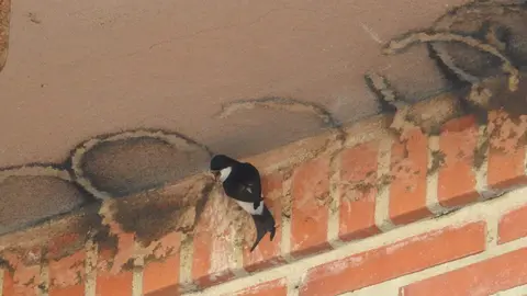 Avión común en una de las zonas ya sin nidos en un edificio de Morales del Vino