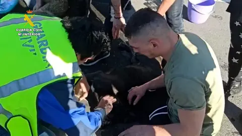 Rescate de perros en Navarra. Fotografía: Guardia Civil