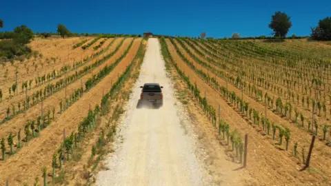 Viñedos
