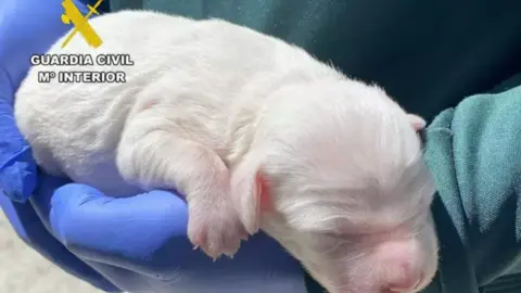 Cachorro de perro rescatado por un caso de maltrato animal. Fotografía: Guardia Civil de Burgos