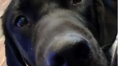 benzo perro guía