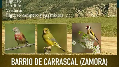 Cartel campeonato silvestrismo