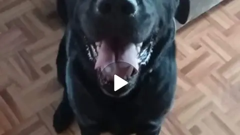 perro guía