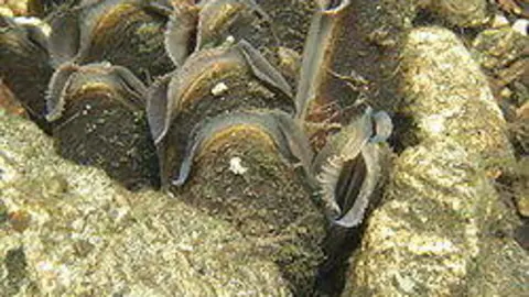 Margaritifera margaritifera