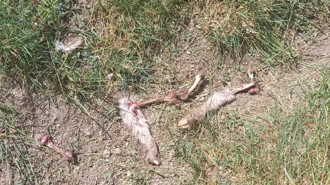 Imagen que deja el ataque de los buitres