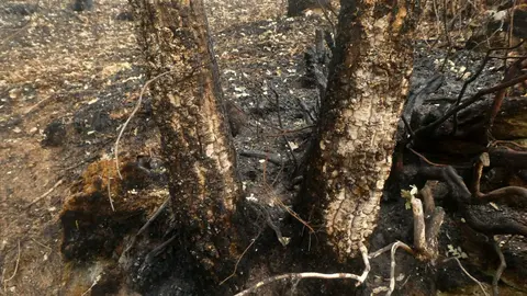 Incendio Sierra de la Culebra. Fotografía: voluntariado Criosanabria