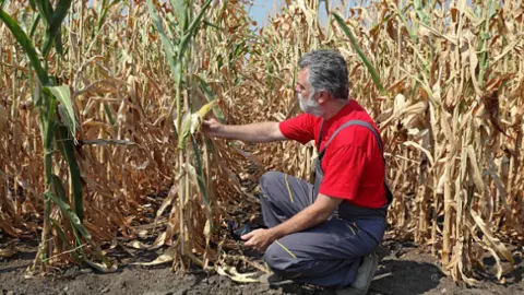Agricultor en uno de los campos afectados por la sequía. Fotografía de rchivo