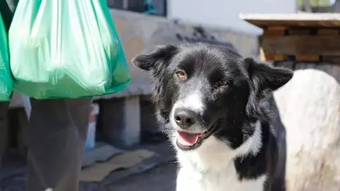 Border Collie robada