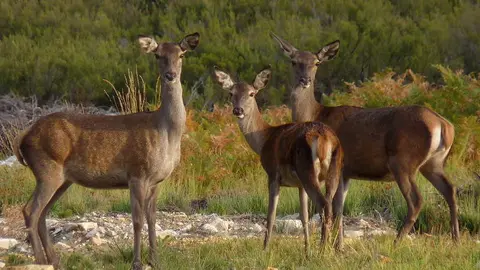 Ciervos en la provincia de Zamora