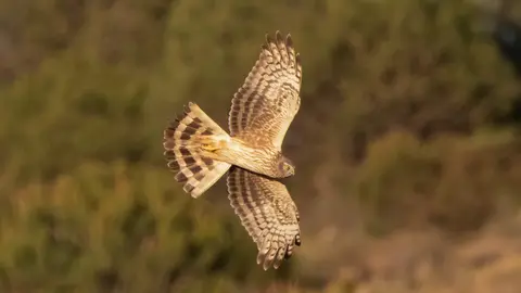 Aguilucho cenizo. Fotografía de Miguel Rodriguez-Esteban