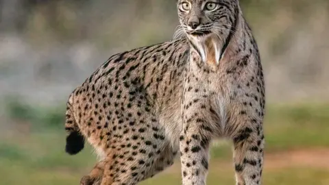 lince ibérico