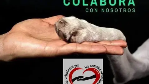 Animales Abandonados en Toro-Voluntariado