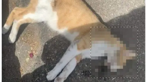 Gato atropellado vía Adopta Daz