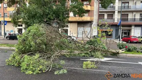 Caída árbol Zamora