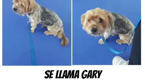 Cartel perro extraviado Villaralbo