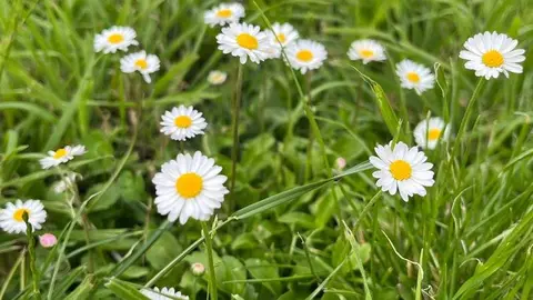 Flores en Zamora