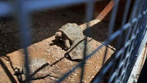 Centro de rescate CITES, en Toledo