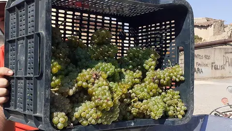 Vendimia. Fotografía: La Microbodega del Alumbro