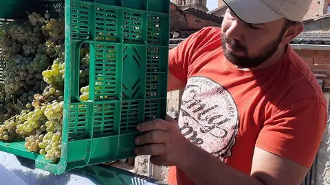 Vendimia. Fotografía: La Microbodega del Alumbro