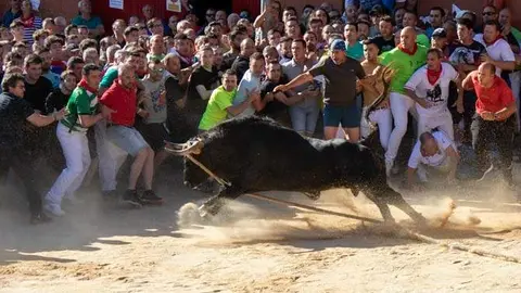 Balador, el torito del alba de la fiesta del Toro enmaromado 2023. Fotografía: Interbenavente.es