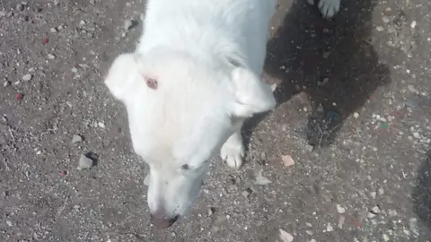 Estado de los animales en Codesal (3)