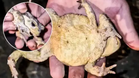 Sapo vía segoviaudaz.es